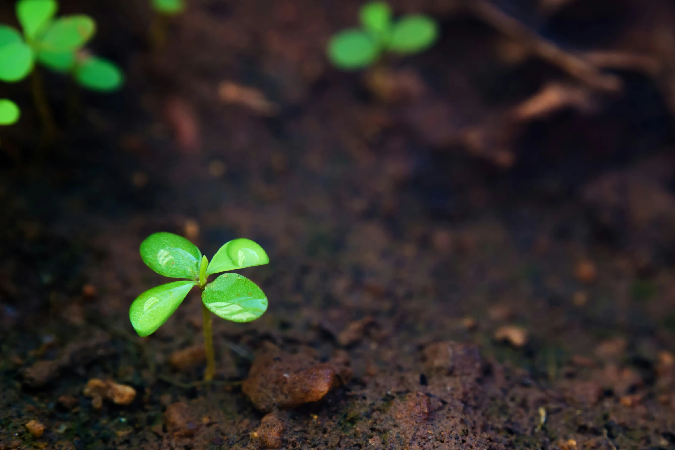 a small green plant with leaves on top of dirt