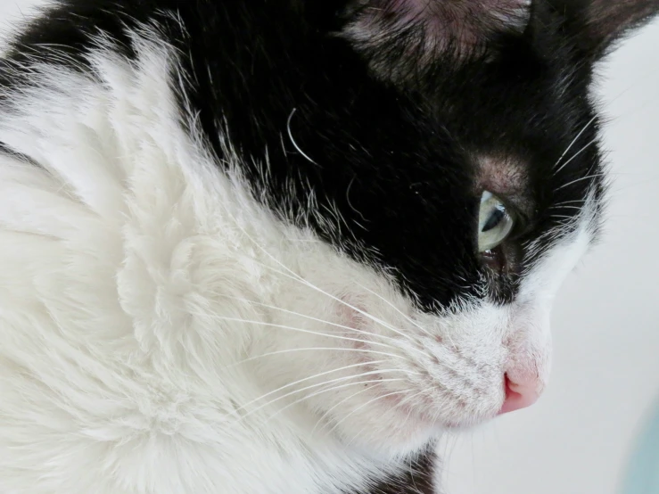 a white and black cat looking off into the distance