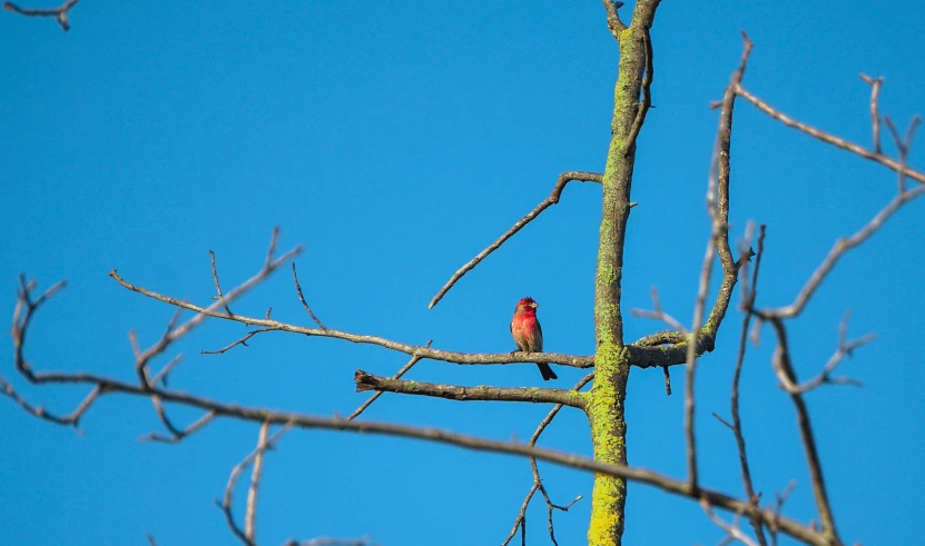 a cardinal perches on the nches of a tree