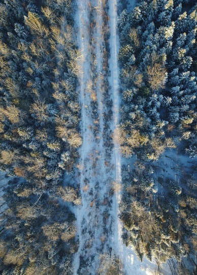 aerial view of trees with snow falling on them