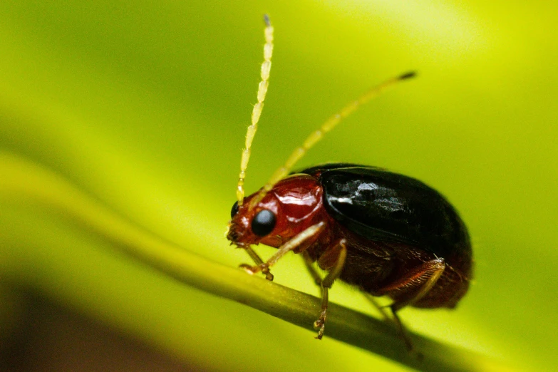 the red bug is on a thin stem