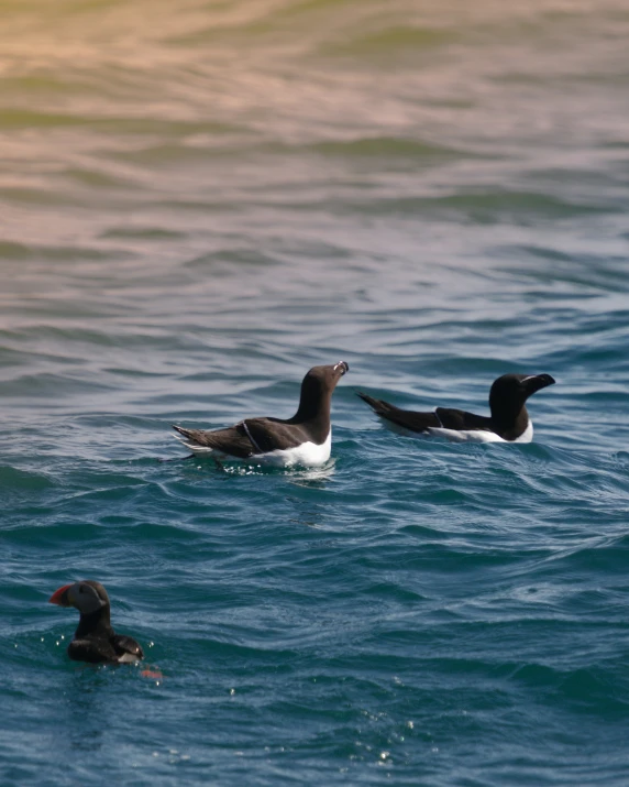 two ducks in the ocean next to each other