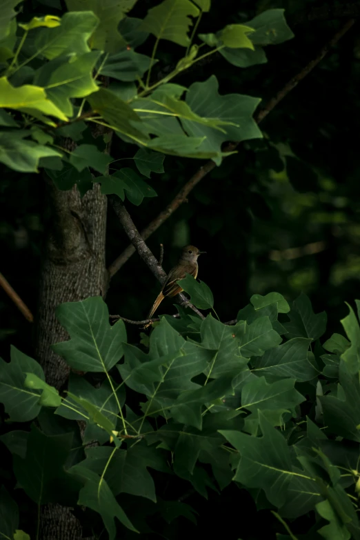 a bird sits on a tree nch next to leaves