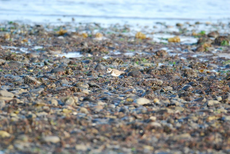 a bird on the beach sitting among the rocks