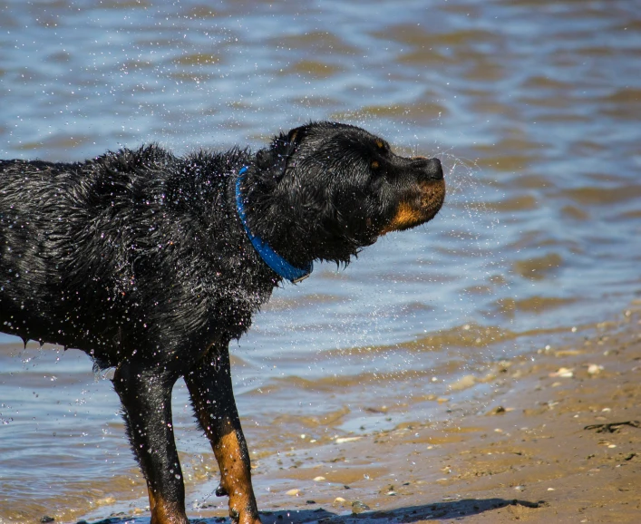 dog on beach with water splashing all around it