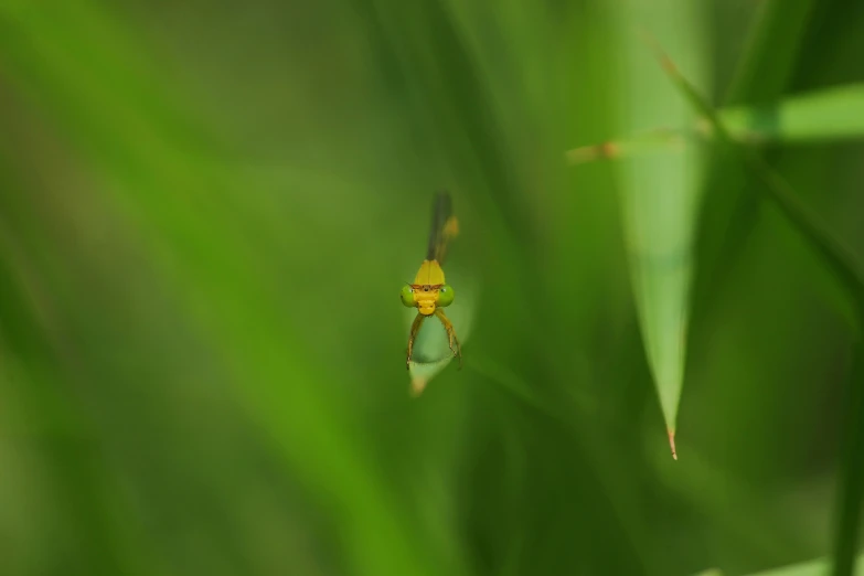 a green insect hanging from a blade of green leaves