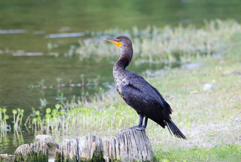 black bird standing on top of a stump near water