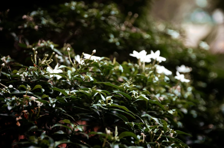 white flowers and green leaves on a sunny day