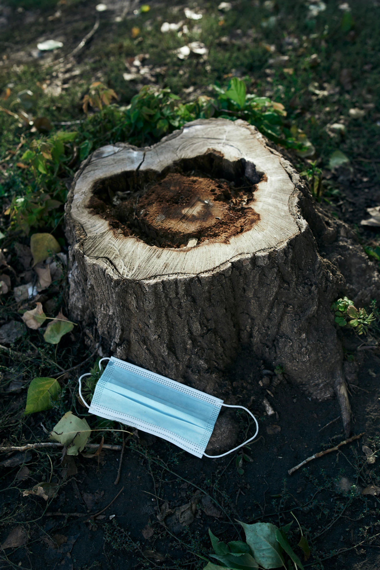 a mask on a tree stump wearing a face mask