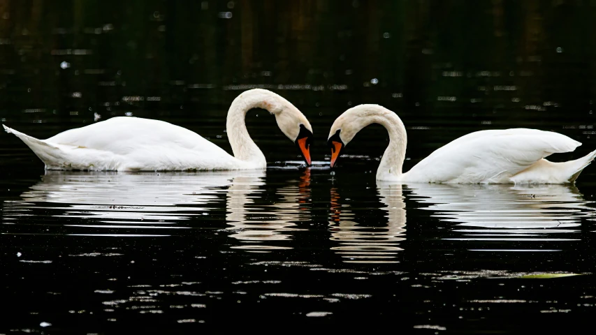 three white swans in water with reflections of grass