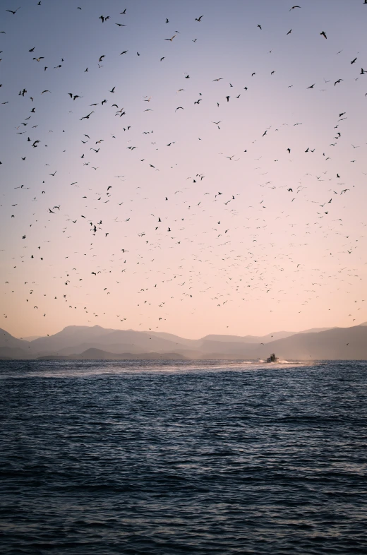 a large flock of birds is flying in the sky over the ocean