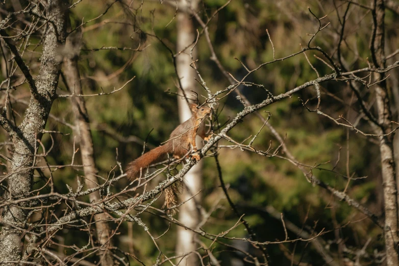 a red squirrel sitting on top of a tree