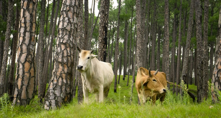 two cows with horns in the middle of a pine forest