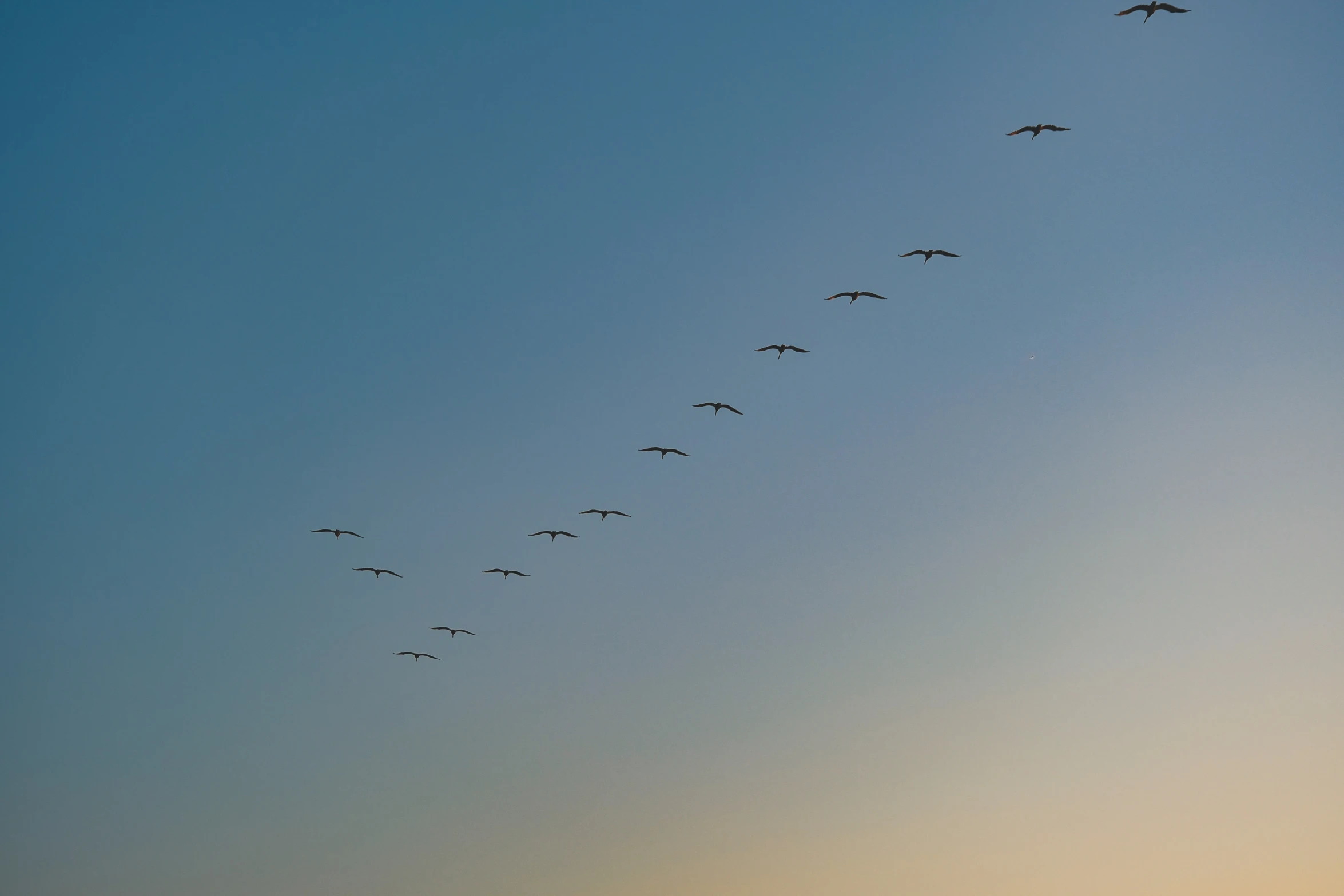 a large group of birds flying in the sky