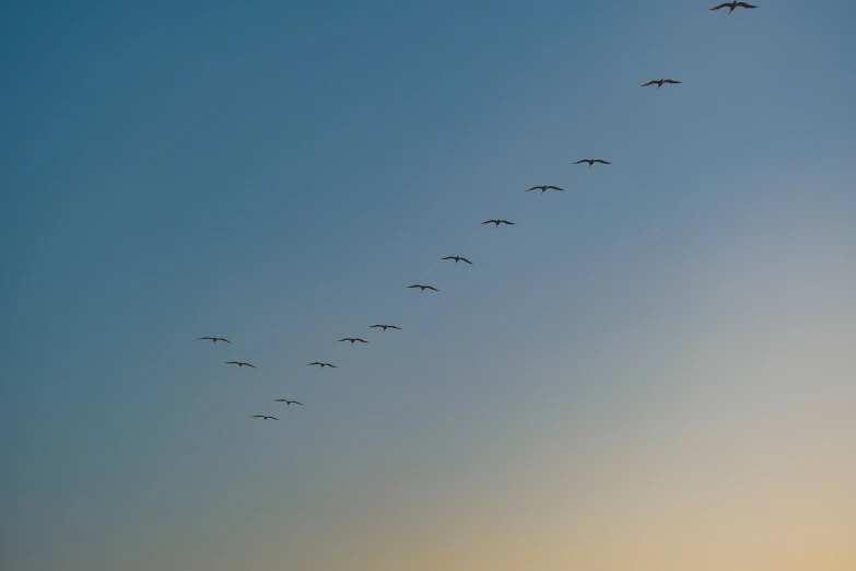 a large group of birds flying in the sky