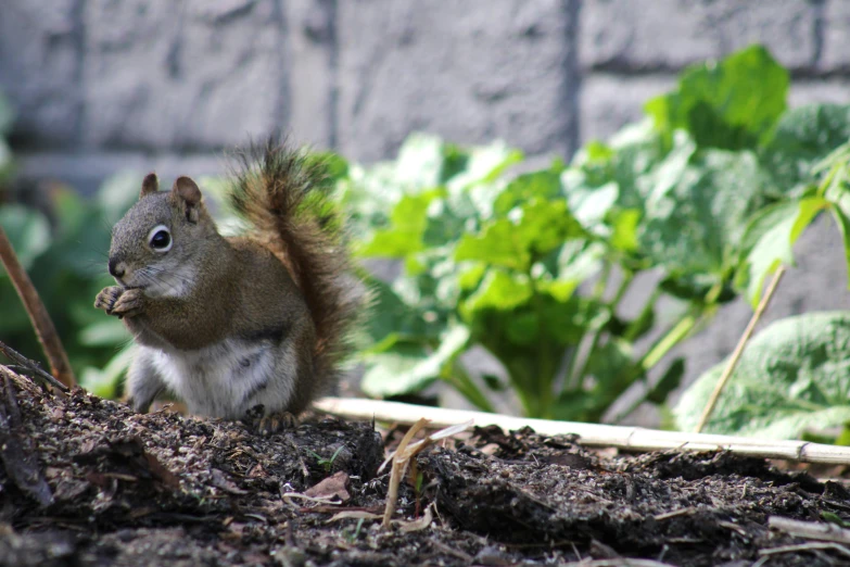 squirrel sitting in mulch next to plants