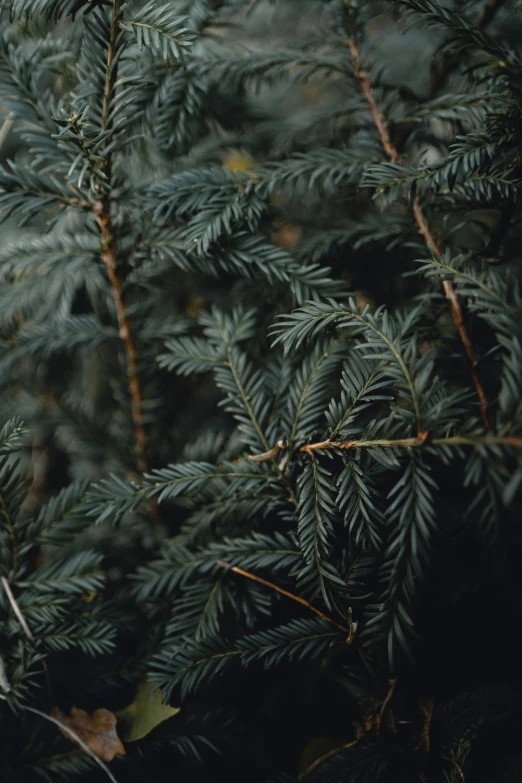 close up view of green foliage of pine trees