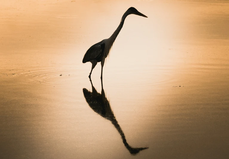 a tall bird walking across the water with its long neck