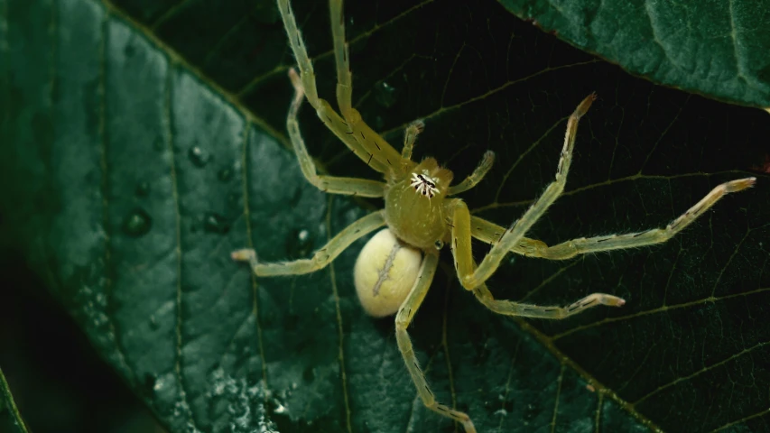 a spider on a leaf is very large