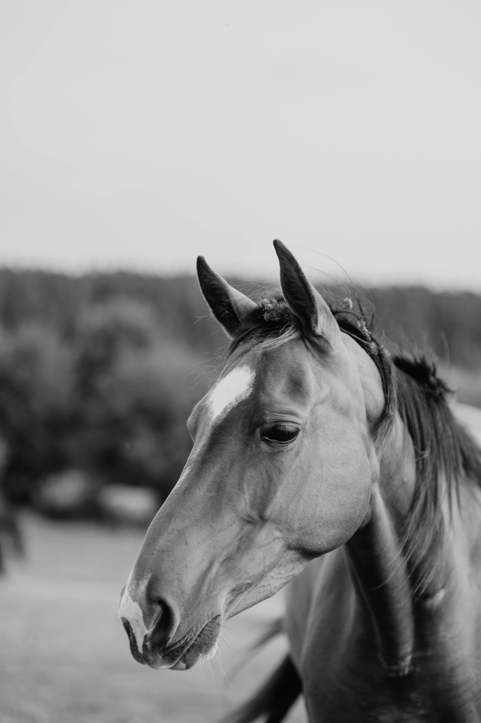 a horse with a white dot on its forehead