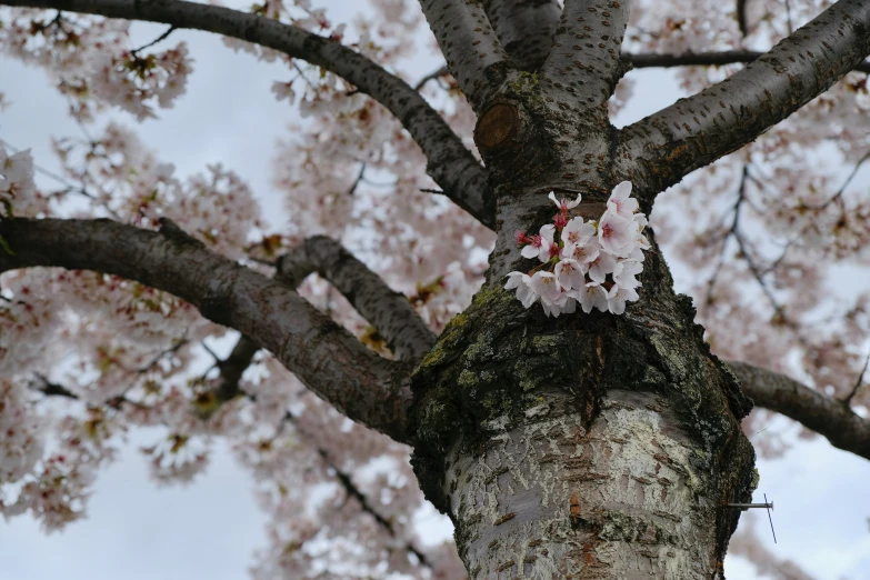 the base of a tree has pink flowers