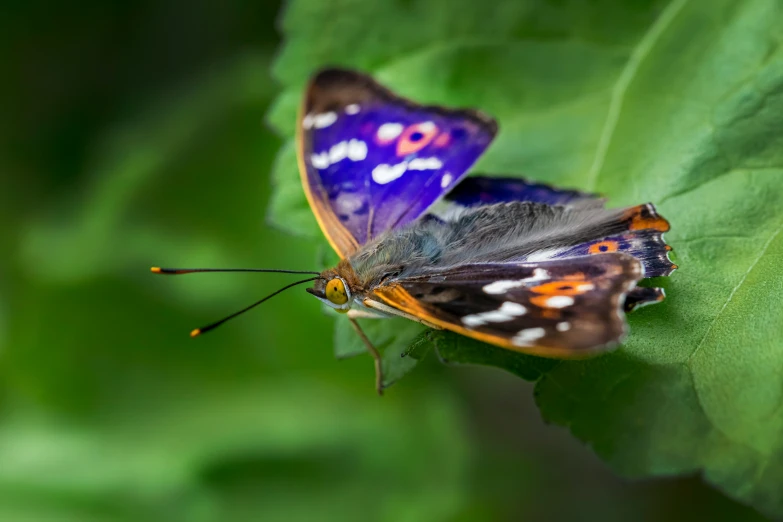 two different color erflies are laying on a leaf