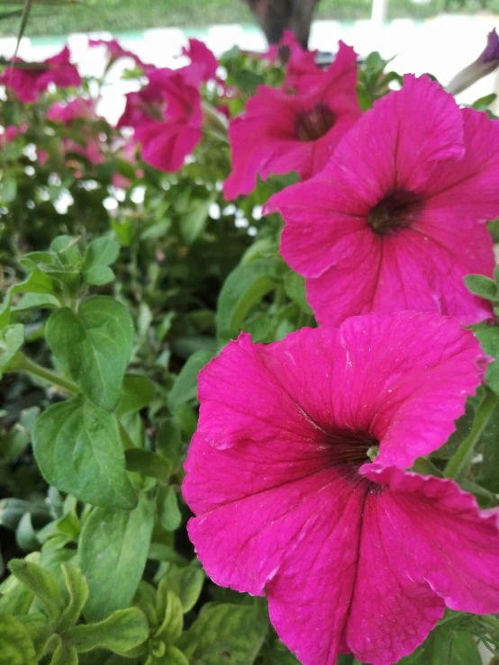 a couple of purple flowers in a field