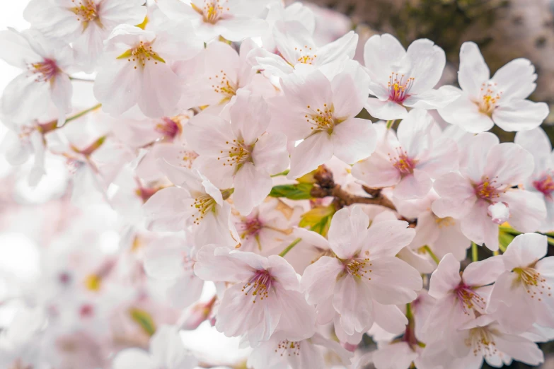 a large group of white flowers hanging on a nch