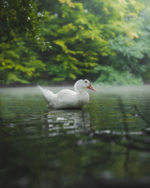 the white duck swims in the pond water