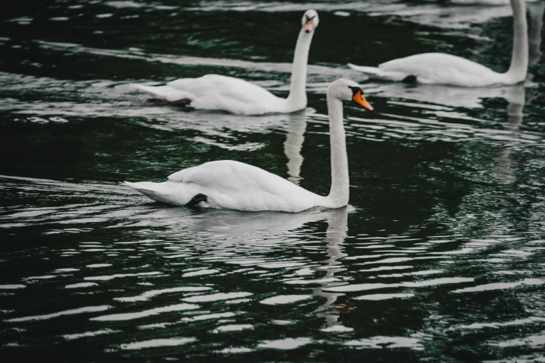 a pair of swan swimming on a lake