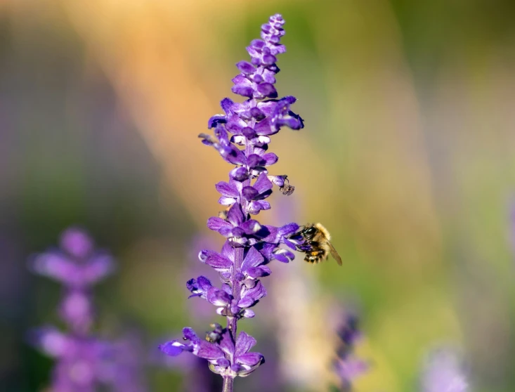 there is a small insect flying towards the flowers