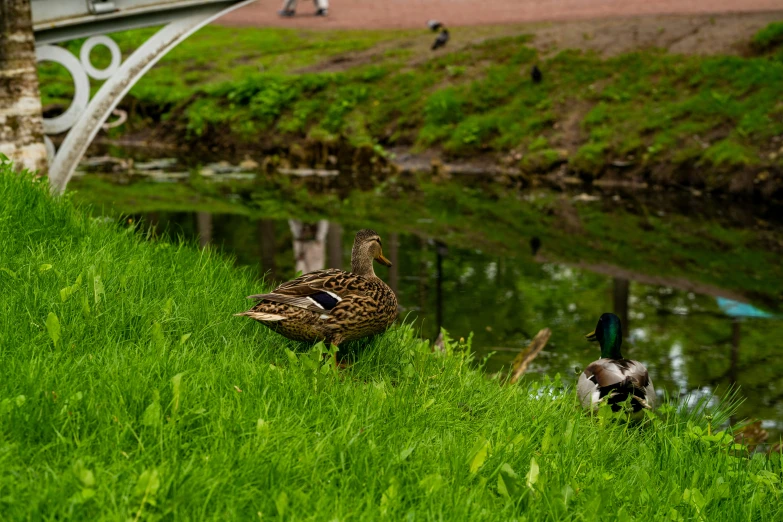 a couple of ducks standing in some green grass