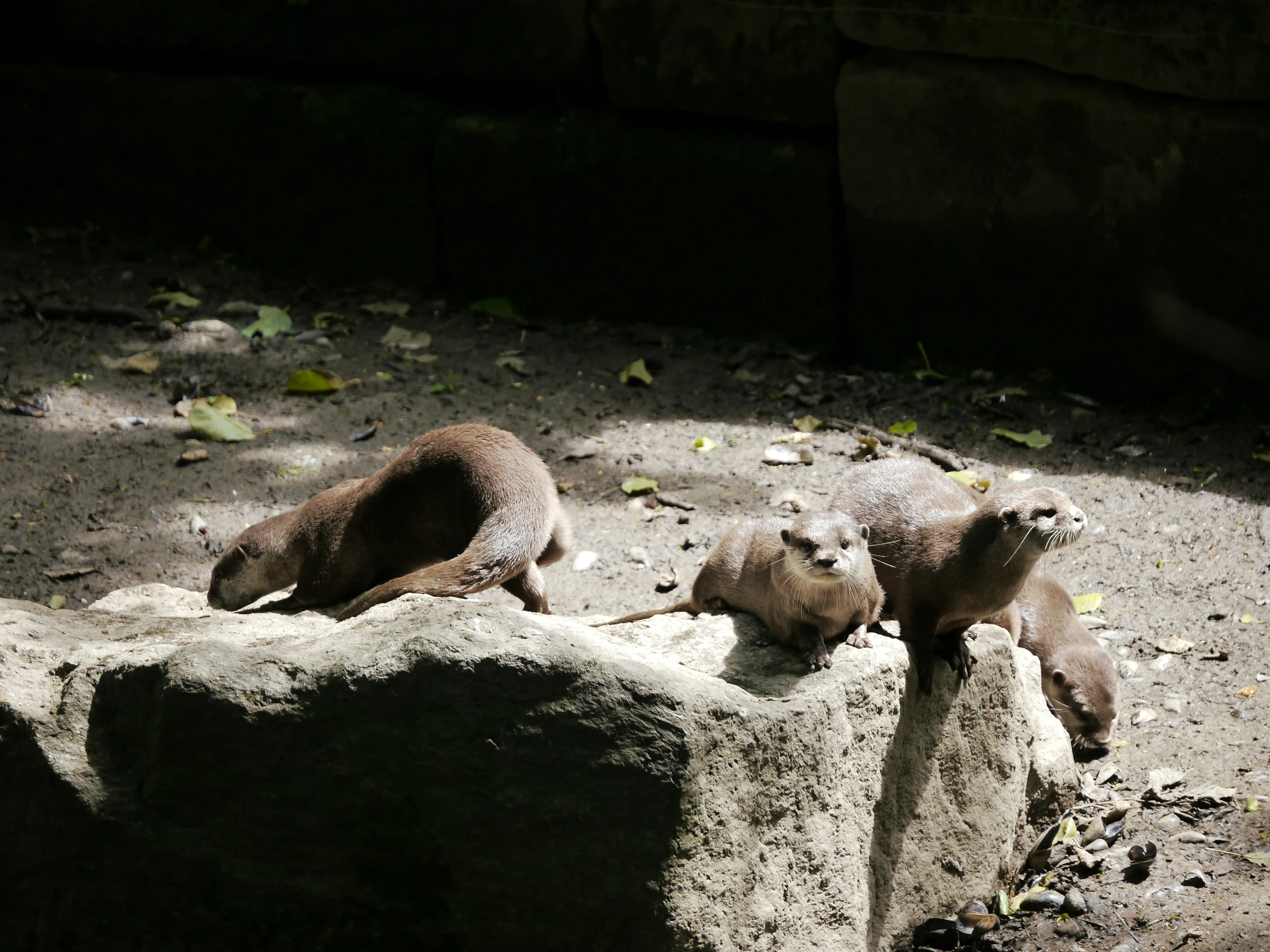 a couple of animals are sitting on the ground