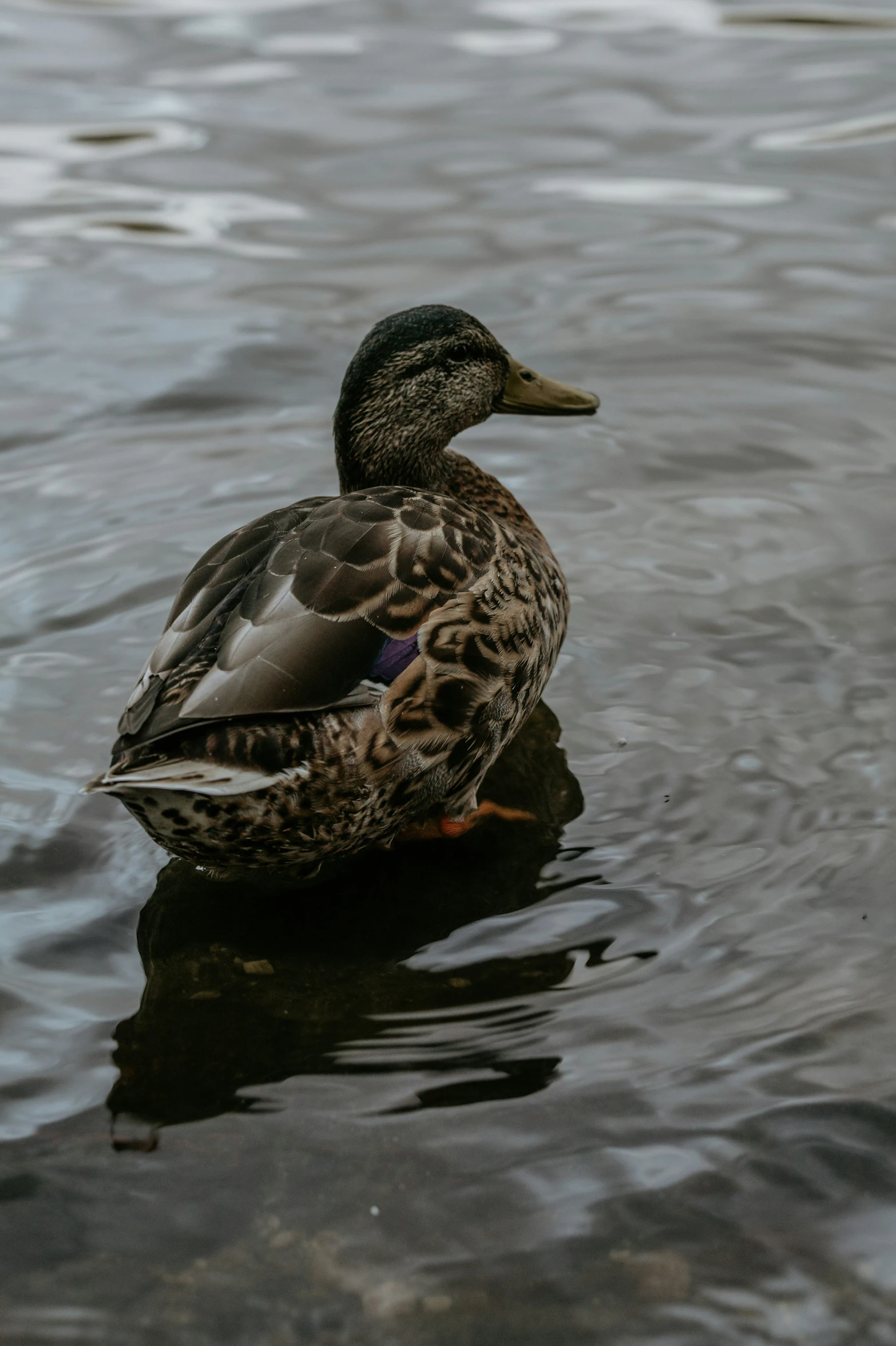 a duck swims on the water near some clouds