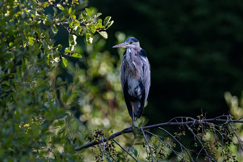 a small bird perched on top of a tree nch