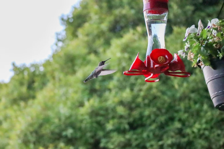 a hummingbird hovering with the top of a hummingbird feeder