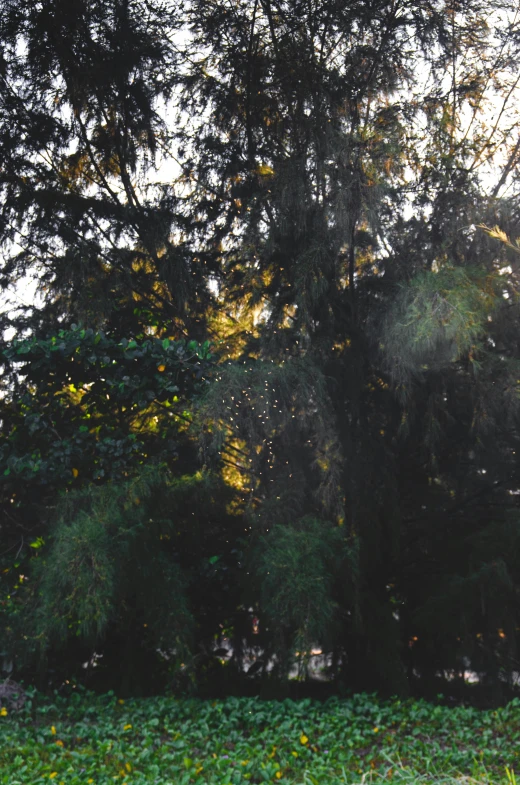 yellow and green leaves covering the ground next to trees