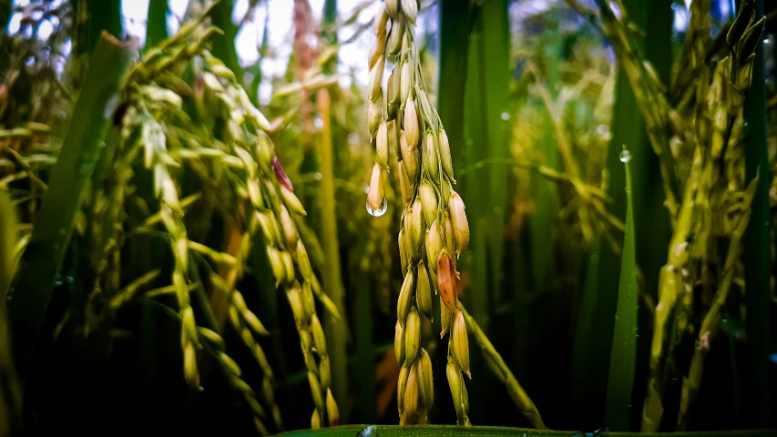 closeup of the grain stalks in the field with water drops on them