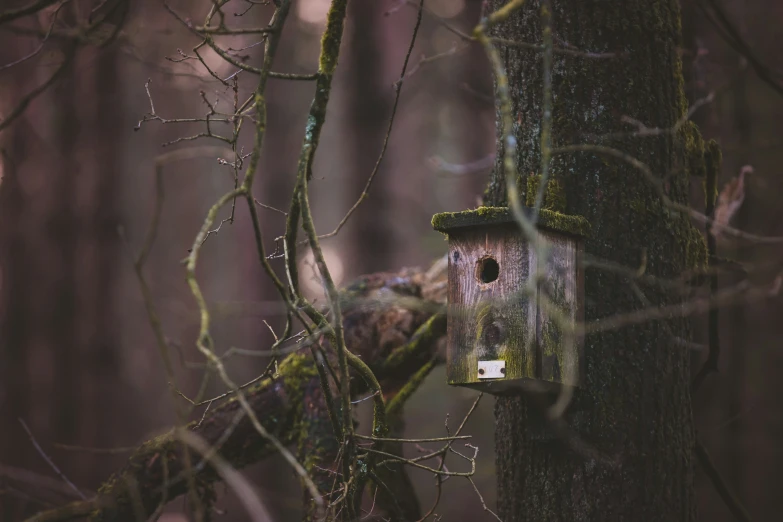 a small bird house attached to a tree in the forest