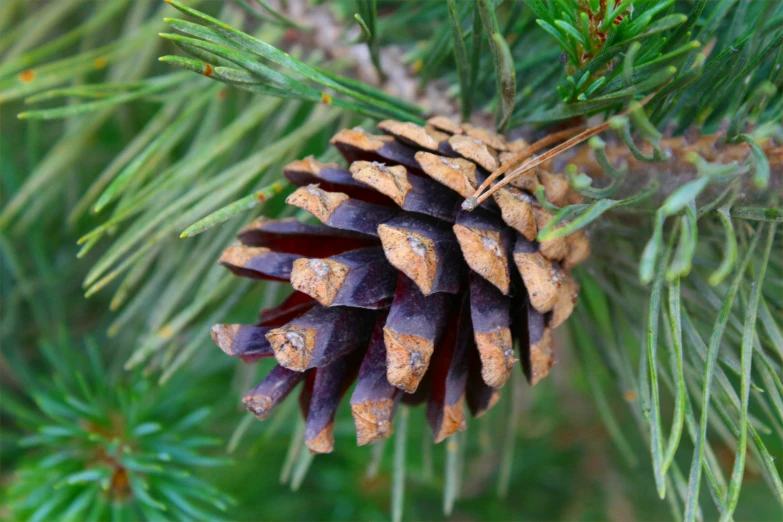 this pine cone is on the top of the tree