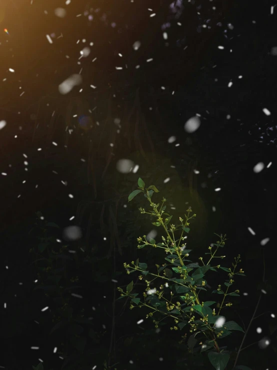 a view of the leaves and snow coming in to dark