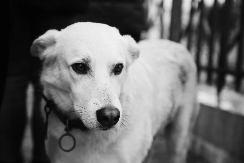 a black and white po of a white dog