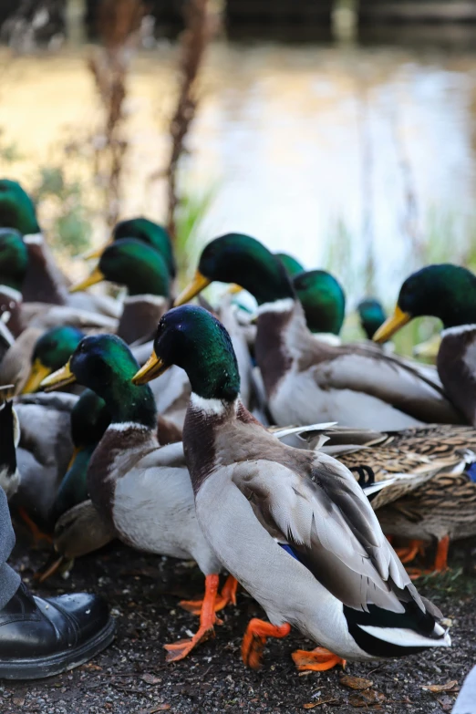 ducks standing around with one looking at the camera