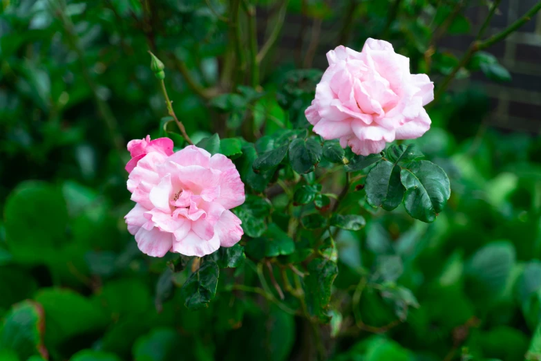 two pink roses on a bush in the wild