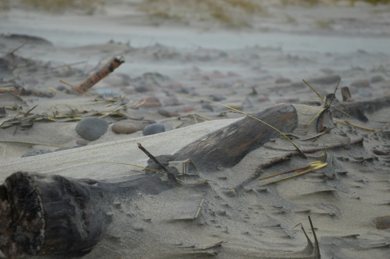 small wet objects sitting on top of sandy beach