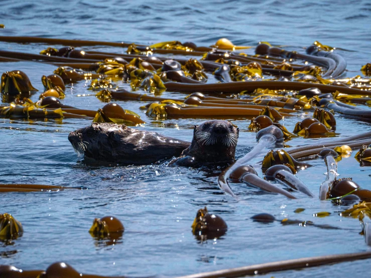 there are some animals that have their heads inside the water