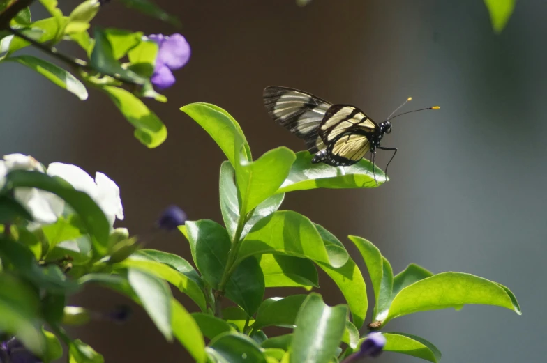 a large erfly resting on the edge of some leaves