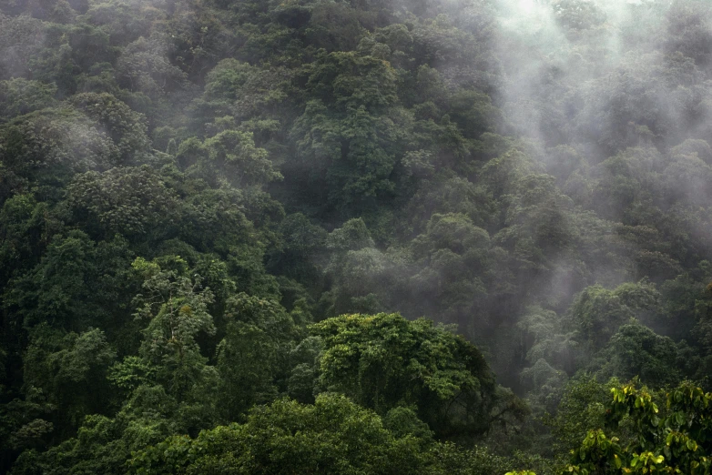 large area with thick forest on either side of road and fog over trees on the far end