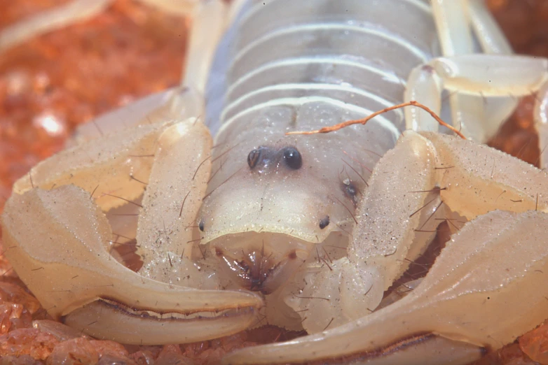 the clear creature is staring very closely at the pographer