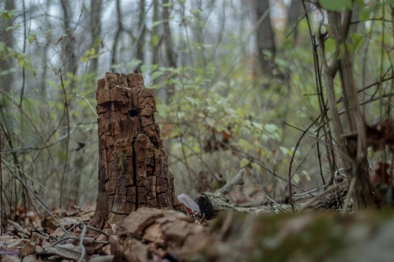 a stump that looks like a tree is in the woods